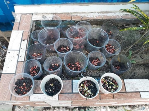 BÉ GIEO HẠT TRỒNG CÂY